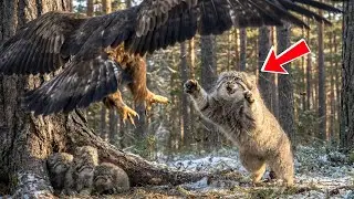 Wild Pallas&rsquo;s Cat Defends Her Babies From an Eagle &mdash; A Rescue That Became a Family