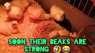 Blue slate and sweet grass turkey chicks
