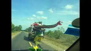 Kind of transportation found in the countryside in Cambodia/amazing things with mucis for relaxing.