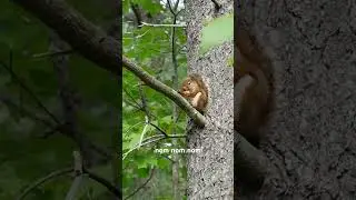 Red squirrel devouring a pine cone
