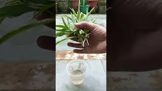 spider plant propegation in water#plants #hanggingplant