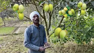 Mango bud grafting new technique