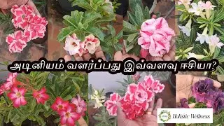 அடினியம் கொத்து கொத்தாய் பூக்க Tips... #adinium #garden #trending #flowers Holistic Wellness 