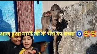 आज हुआ मामी जी के भैंस का बच्चा 🧿🥰🥰