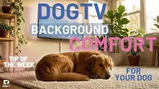 Do Dogs Need to Watch the Screen for Dog TV to Work? | DOGTV Tip Of The Week