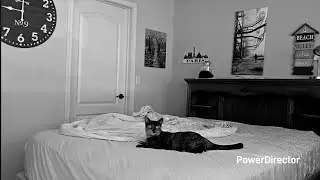 The Stubborn Cat. (Silent Film) 