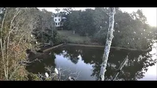 Morning Egret Roosting: December 28, 2025 - Inner Harbor Bayou, Ocean Springs, Mississippi