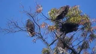 keep calm and carrion