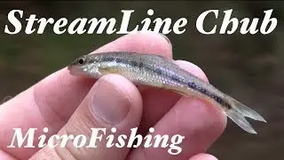 Streamline Chub MicroFishing in Virginia