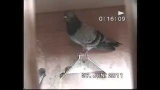 Dave Black English Flying Tipplers P2.wmv