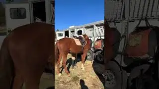 Come along for horse chores!