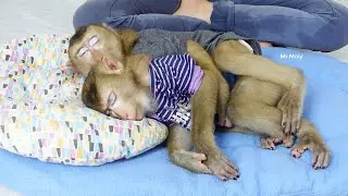 Relaxing Time Of Funny Dodoo Mori After Got Meal Full