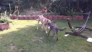 Bardinos Manfred und Rosi
