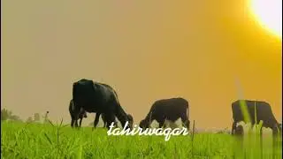Bhakkar's beauty | Nature is beautiful | Thal Area | By Tahir waqar