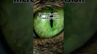 7 Animals with Incredible Vision 👀 | Mind-Blowing Animal Facts!