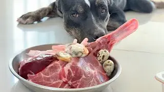 Oliang the Pit Bull VS. Pork Collar Steak&Duck [ASMR] RAW diet MUKBANG 犬が生の肉を食べる 개는 날 음식을 먹는다 [咀嚼音]
