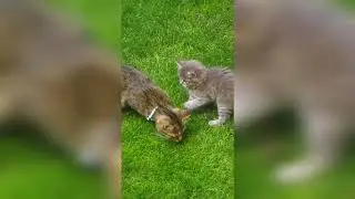 Shelinka lov&iacute; pro klan! 😂🐱😸🐱