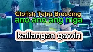NAG BREED AKO NG GLOFISH TETRA / ANO ANG MGA KAILANGAN GAWIN part 1