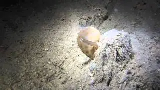 Phalium dessucatum, et l'oursin de sable