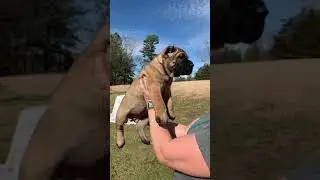 6 week old fawn presa canario female from Vulcan X Kali