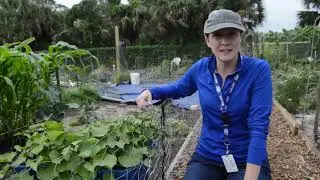 Community Engagement Project - Community Gardens