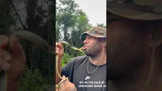 What kind of snake is this ? Does anyone know comment down below 👇 #tiktok #shorts #viralvideo