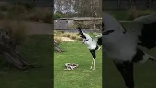 Secretary birds are pretty elegant 🐦 #shorts