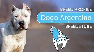 ► Dogo Argentino Breed Profile [2022] Temperament & Training