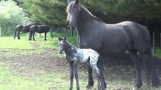Friesian horses : Arctic Flash Friesian cross Knabstrupper colt