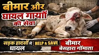 Shree Hari Gaushala &ndash; A Sacred Haven for Cows 🕉️🐄 | Jaitasar, Rajasthan By LcTravelers