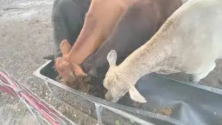 Happy Cow & Friends are Professional Food Eaters and get paid well to do it: )