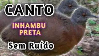 Canto Curto da Inhambu preta sem ruídos