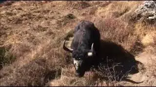 The chauri gai (Himalayan yak) seen on the way to Tilicho lake