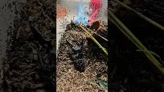 Жук-олень. Насекомые. 벌레. 사슴벌레. #видеодлядетей #stagbeetle #насекомые #Жук-олень #사슴벌레