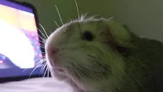 Luna Reacts To Very Excited Baby Guinea Pig Wheeking Loudly