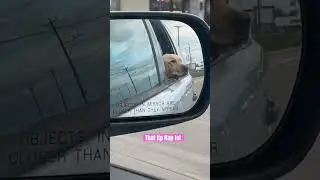 #adventure #car #dog #travel #puppy #funny