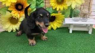 ペットショップ 犬の家 近江八幡店 「ミニチュアダックスフンド」「103471」