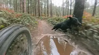 Pines run with Paddy on the red route! #dog #mtb