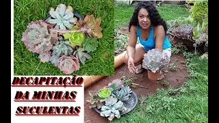 DECAPITAÇÃO OU PODA DE SUCULENTAS PARA TER NOVAS MUDAS