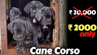 ₹ 2000 Top Quality Cane corso puppies - Free Home delivery all over India