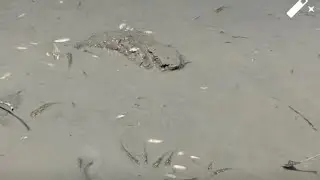 The Catch Net Fishing, Village Catching  Fish Video 2020।  Amazing Fishing ।