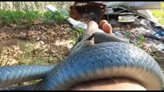 I Flipped a GIANT Blue Racer and it&rsquo;s pissed!