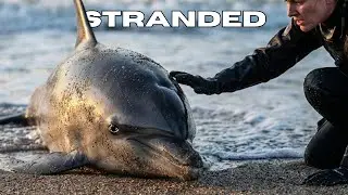 Stranded Dolphin Found on the Shore &mdash; A Rescue That Changed Everything