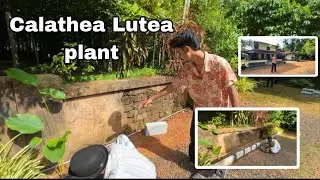 Mini garden landscape | Calathea Lutea | Best screening plant | home garden | Leaf garden Crafters