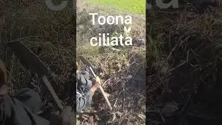Toon Tree Plantation | Tun | Toona ciliata | Indian mahogany | Engineer Ka Bagh #gardening #tree