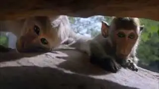 Monkeys like humans part 3