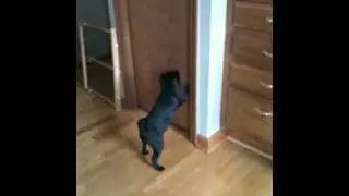 Bella the Pug Looking for Food!