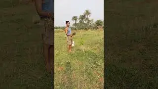 Mango plantation me medicine