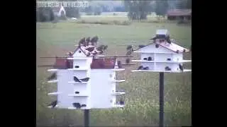 Group of 20 juvenile starlings invading my purple martin colony