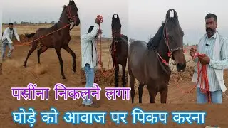 घोड़े ने पसीना ही निकाल दिया ऐसी ट्रेनिंग क्या है 